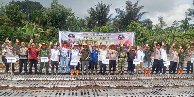 Polres Tanggamus Tanam Bawang Putih, Strategi Unik Polisi Jaga Ketahanan Pangan Nasional